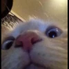 mpus nya 17