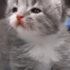 kittenmi 20