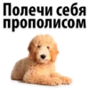 Полечи себя
прополисом