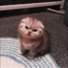 kittenmi 21