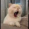 mpus nya 22