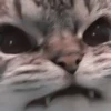 kittenmi 22