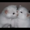 kittenmi 23