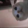 kittenmi 24