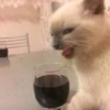 Gatinhos da Mand 23