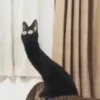 Gatinhos da Mand 24