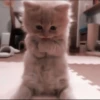 kittenmi 25