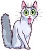 Meme Cats 28