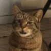 Gatinhos da Mand 26