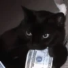 kittenmi 26