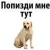 Попизди мне
тут