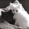 kittenmi 27