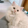 mpus nya 26