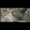 Gatinhos da Mand 28