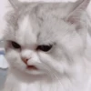 kittenmi 28