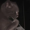 kittenmi 29