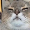 Gatinhos da Mand 30