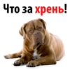Что за хрень!