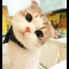 mpus nya 29