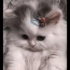 kittenmi 30