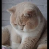 mpus nya 30