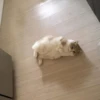-Kitty 5
