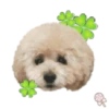 Dog expressions 5