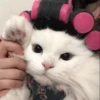 -Kitty 6