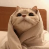 -Kitty 7