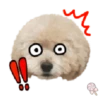 Dog expressions 7