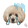 Dog expressions 8