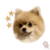 Dog expressions 9