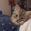 -Kitty 8