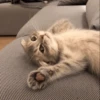 -Kitty 9