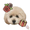 Dog expressions 11
