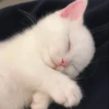 -Kitty 10