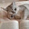 -Kitty 11