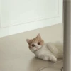 -Kitty 12