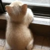 -Kitty 13
