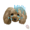Dog expressions 12