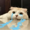 -Kitty 14