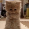 -Kitty 15