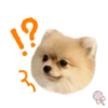 Dog expressions 14