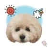 Dog expressions 15