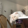 -Kitty 16