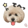 Dog expressions 16