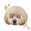 Dog expressions 17
