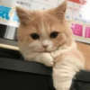 -Kitty 18