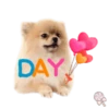 Dog expressions 18
