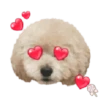 Dog expressions 19